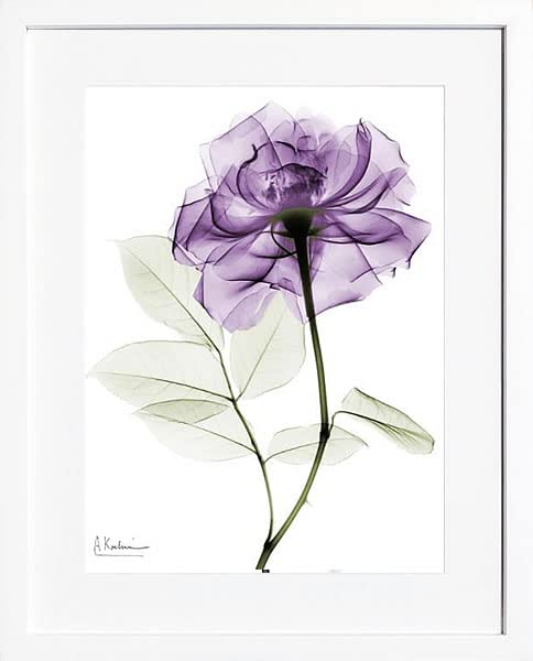 アルバートクーツィール レントゲンフラワー2点